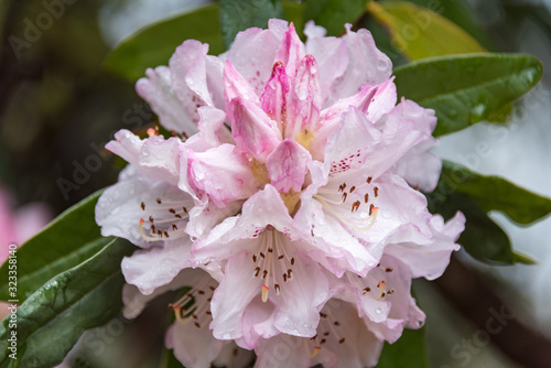 Close uup of Rhododendron flowers, cluster of delicate pink trumpet flowers photo