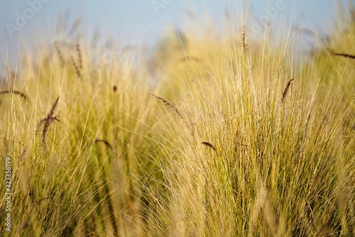 Wallpaper Mural field of wheat with ears Torontodigital.ca