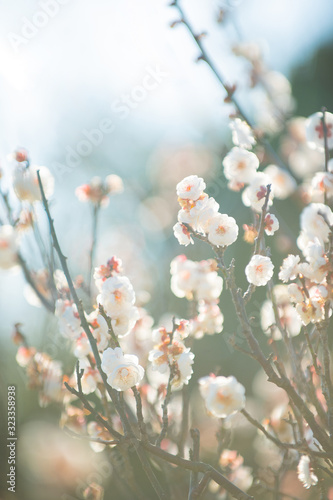  梅の花 © yuu  nakamura