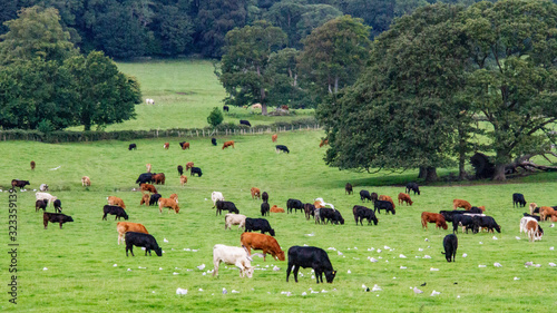 cows grazing in a pasture in Wales