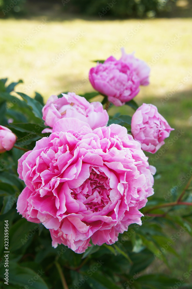 Paeonia officinalis pink peony flower in garden vertical