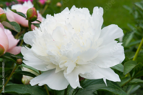 Fototapeta Naklejka Na Ścianę i Meble -  Paeonia gardenia white peony flower head in green leaves