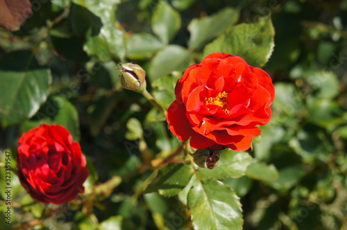 Red floribunda rose lili marlene flowers in garden