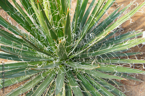 Agave polianthiflora green succulent plant 
