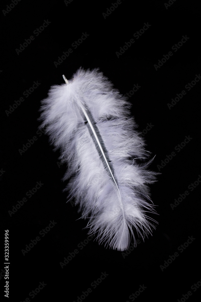 Obraz premium White feather isolated on a black background