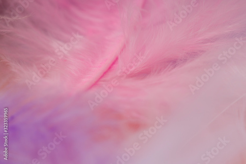 Coral Pink color trends feather background. Soft focus