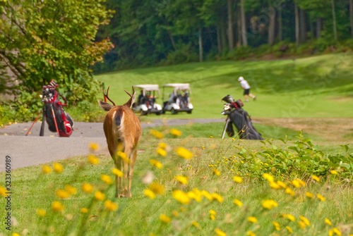 A deer on the golf field. Shallow depth of field. Focus on the deer.