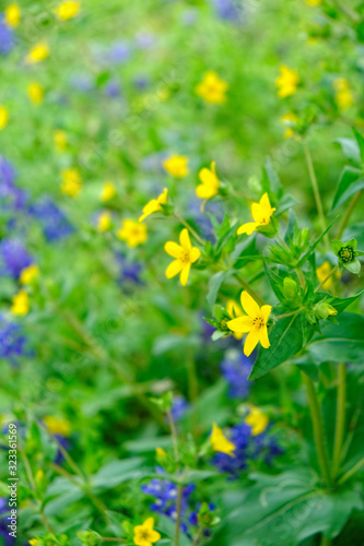 Wildflowers blooming in Texas spring