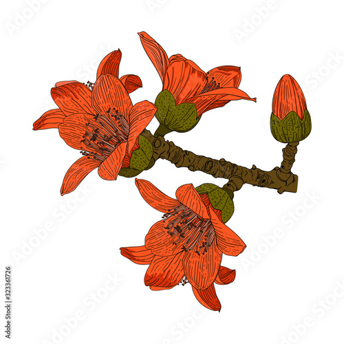 Color vector drawing of a Bombax ceiba tree flower