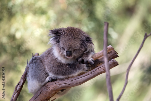 Photography Koala (Phascularctos cinereous) in a wildlife Sanctuary