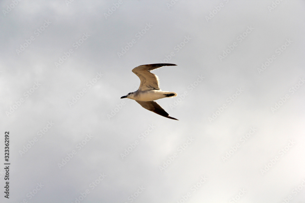 Bird Bird