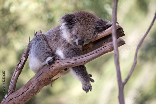 Canvas Print An Australian Koala (Phascularctos cinereus)