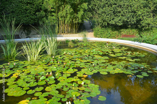 Crimea. The pond in the Park. Lotuses and water lilies