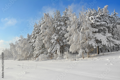 Russia. Snowy winter in the Russian forest