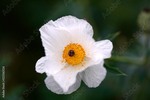 Poppies blooming in Spring