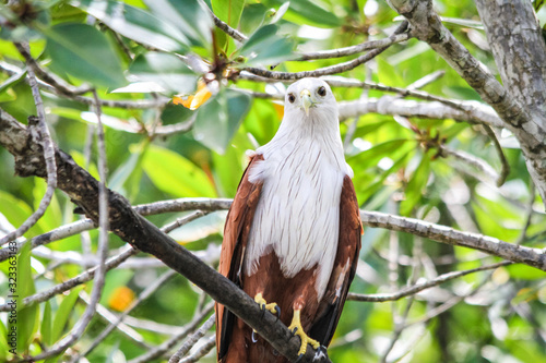 Brahminy Kite standing on a branch, Langkawi, Malaysia