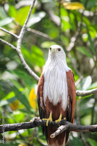 Brahminy Kite standing on a branch, Langkawi, Malaysia