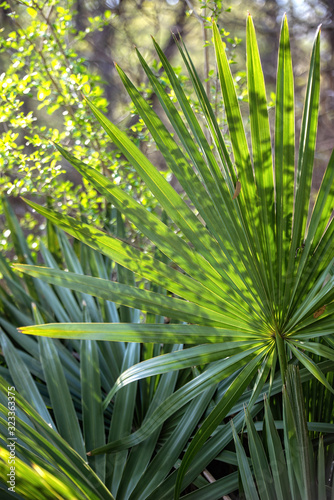 Palm frond back lit by sunlight