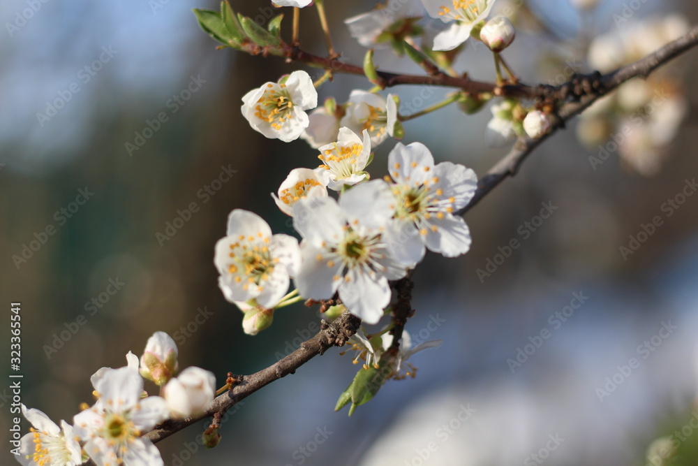 Spring background with blooming trees