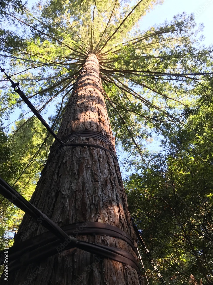 Fototapeta premium Redwood tree