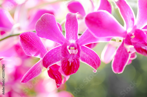 Close up purple orchid flowers on spring day.Its name is Dendrobium Sonia orchid.