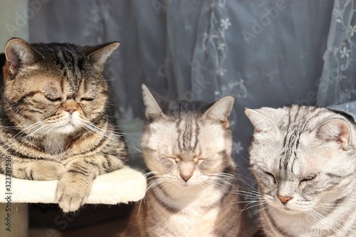 うなだれる三匹の猫アメリカンショートヘアー