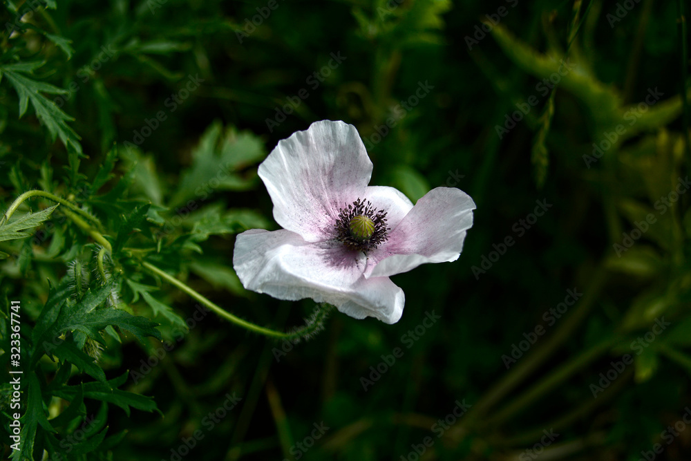Obraz premium Poppies blooming in Spring