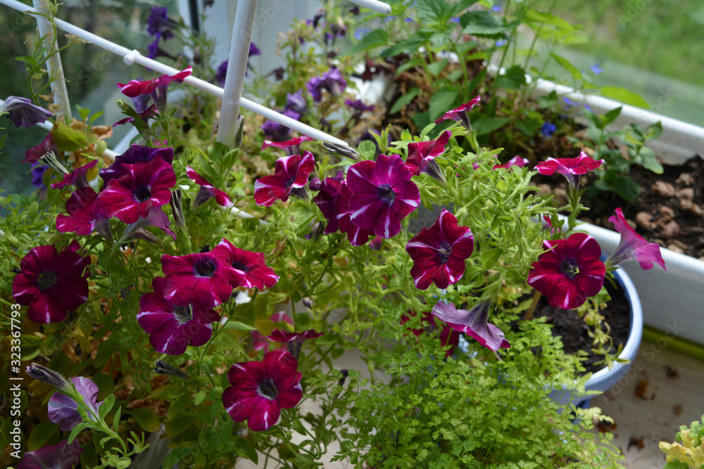 Petunia in bloom - classic flower for plant containers. Beautiful small garden on the balcony. Petunia in bloom - classic flower for plant containers. Beautiful small garden on the balcony.