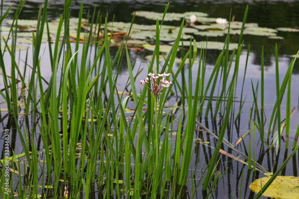 A wetland in Spacva forest, floodplain of the Bosut River A wetland in Spacva forest, floodplain of the Bosut River
