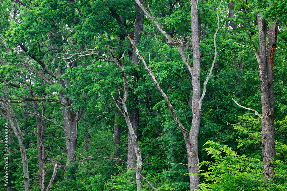 Oak forest Spacva, floodplain of the Bosut River Oak forest Spacva, floodplain of the Bosut River