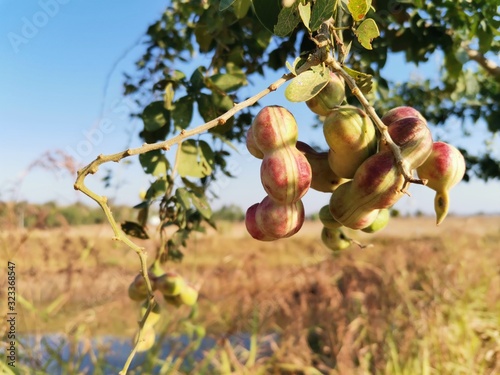 Pithecellobium dulce​ fruits​ in​ garden photo