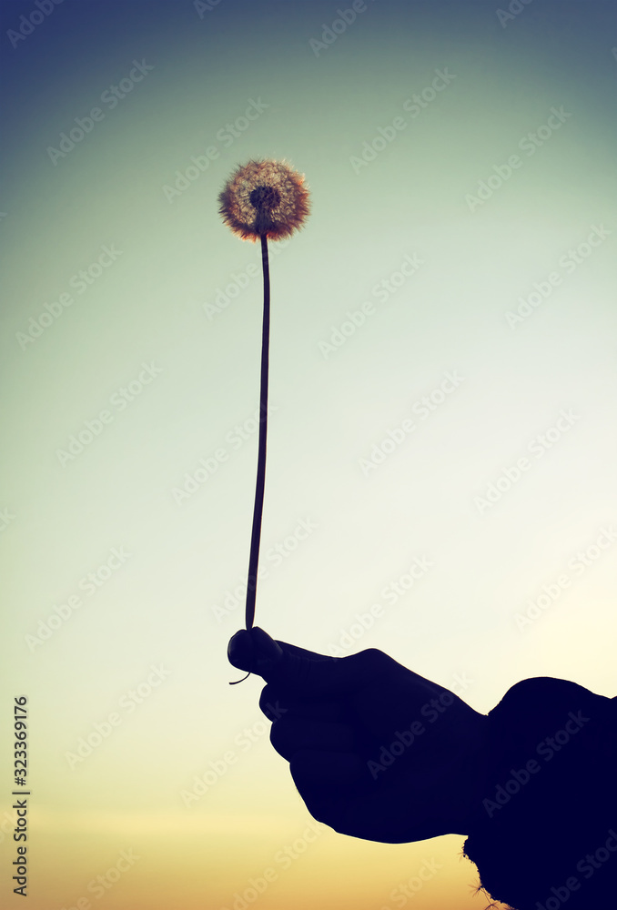 Fototapeta premium Dandelion in a Hand Vintage Photo