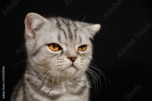 View disgruntled kitten on black background