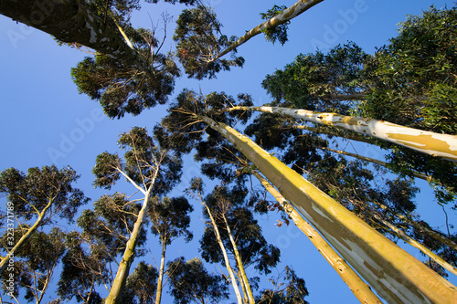 Vista nadir de árboles con cielo azulado de fondo photo