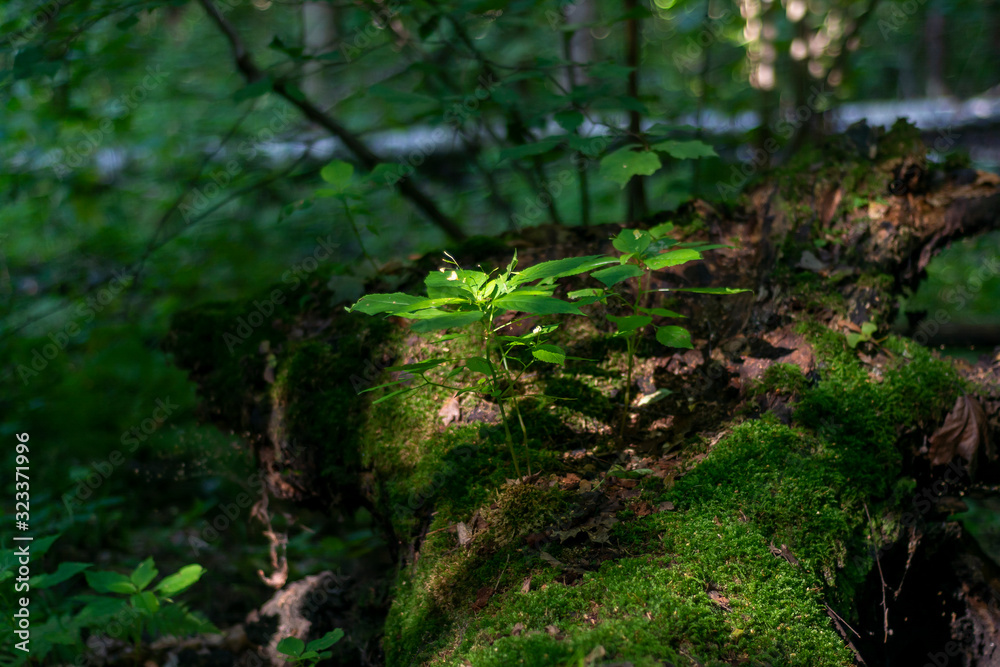 A sprout of a tree breaking through from a mossy old trunk in the depths of the forest A sprout of a tree breaking through from a mossy old trunk in the depths of the forest