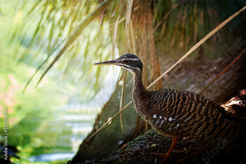 Sunbittern in the Tropics photo