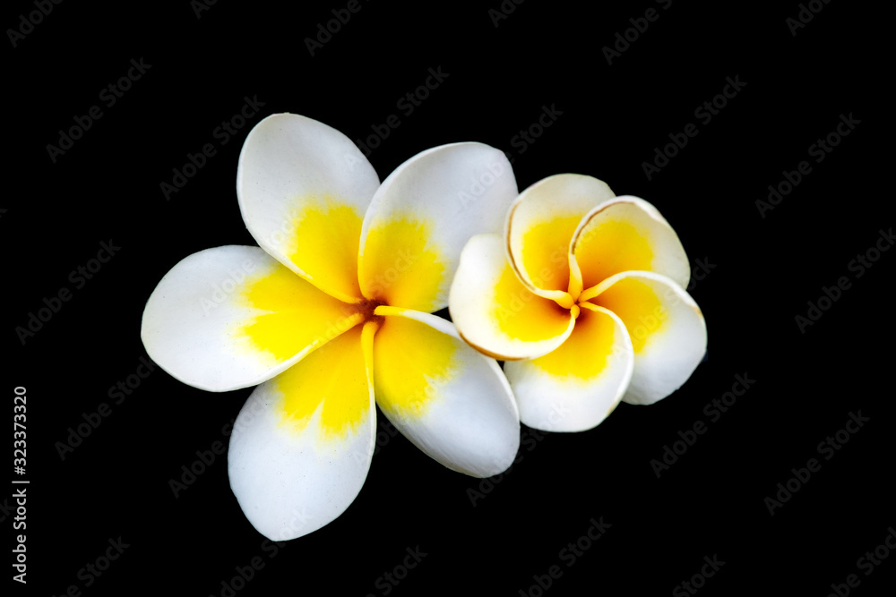 Naklejka premium Two frangipani flowers isolated on a black background