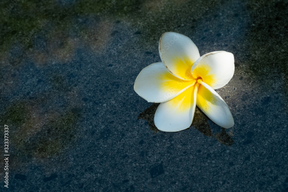 Frangipani flowers in water