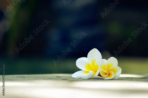 Two frangipani flowers on a wooden background by the pool