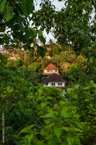 House in jungle