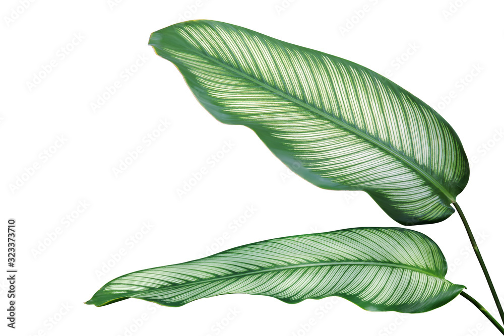 Obraz premium Green with White Stripes Leaves of Calathea majestica Plant Isolated on White Background