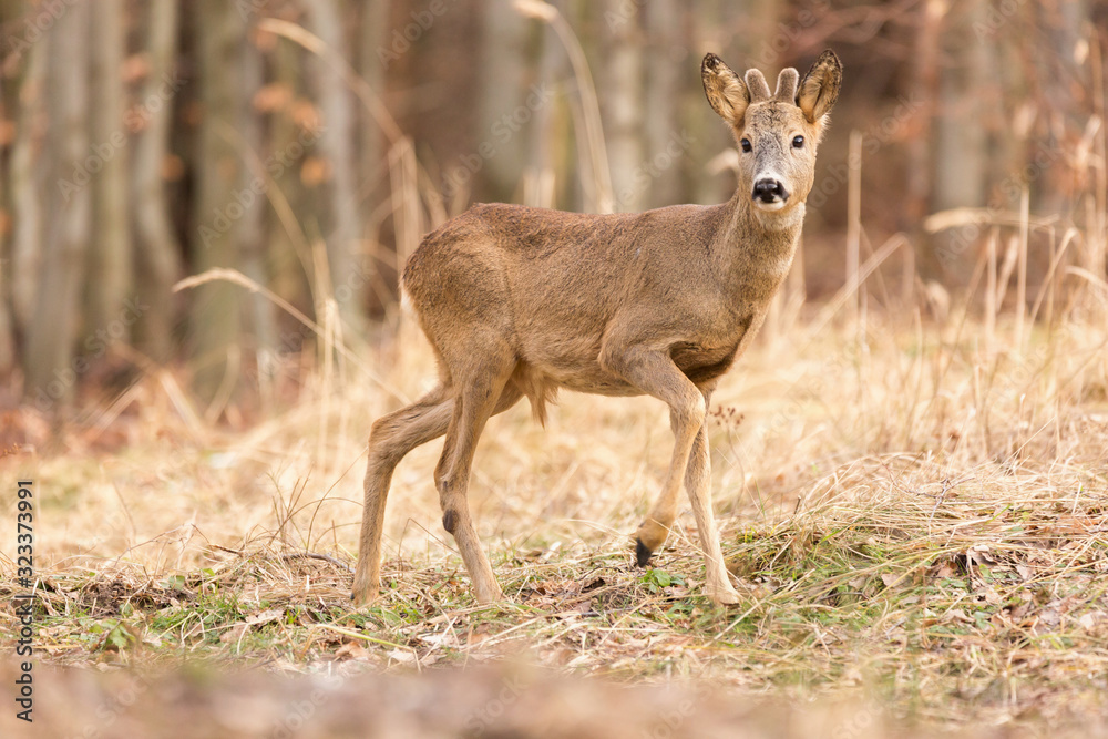 Roe deer (Capreolus, capreolus) stands on a mountain meadow. In the background is a pine forest. Wildlife scenery Roe deer (Capreolus, capreolus) stands on a mountain meadow. In the background is a pine forest. Wildlife scenery