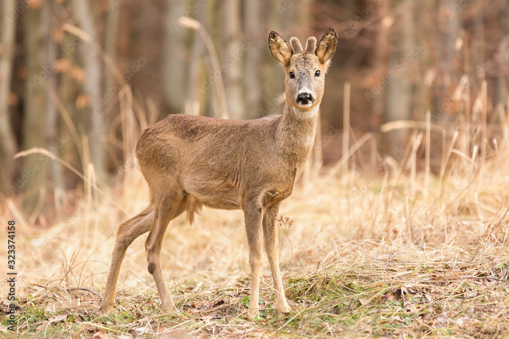 Roe deer (Capreolus, capreolus) stands on a mountain meadow. In the background is a pine forest. Wildlife scenery Roe deer (Capreolus, capreolus) stands on a mountain meadow. In the background is a pine forest. Wildlife scenery