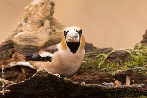 Bild auf Leinwand Wild bird hawfinch (Coccothraustes Coccothraustes)  sitting on mossy tree stump