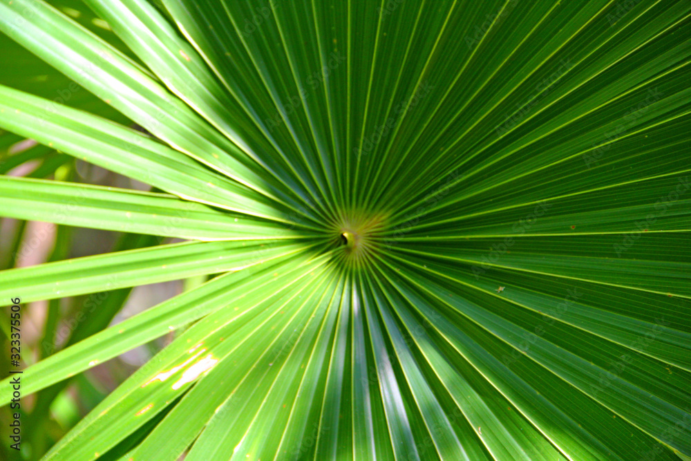 Nature Nature