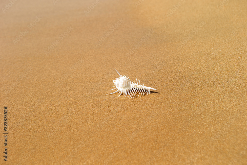 Unique shape of seashell on beach 