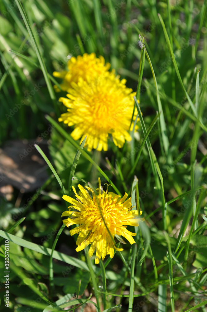 Dandelions in grass. Fluffy yellow petals of dandelion flowers among blades of green grass of lawn. Focus on foreground and blurred background. Taraxacum plant flowers closeup. Floral backdrop. Spring Dandelions in grass. Fluffy yellow petals of dandelion flowers among blades of green grass of lawn. Focus on foreground and blurred background. Taraxacum plant flowers closeup. Floral backdrop. Spring