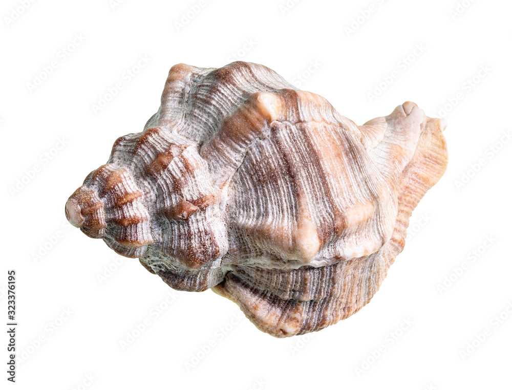 dried shell of whelk snail cutout on white dried shell of whelk snail cutout on white
