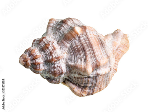 dried shell of whelk snail cutout on white