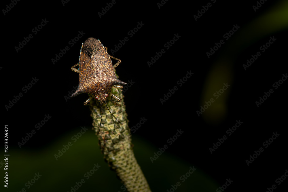 Fototapeta premium Brown stink
